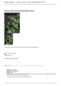 Stauden-Saatgut : Primula elatior (Hohe - Cottage
