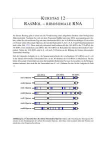 KURSTAG 12 RASMOL – RIBOSOMALE RNA