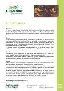 Zitruspflanzen - Huplant Pflanzenkulturen AG
