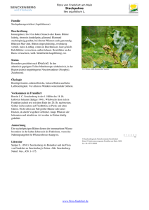 Ilex aquifolium L. Stechpalme - Die Flora von Frankfurt am Main