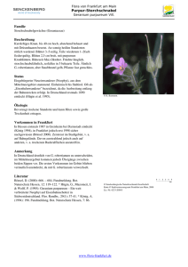 Geranium purpureum Vill. Purpur-Storchschnabel