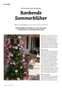 Rankende Sommerblüher - GREEN Pflanzenhandel GmbH