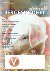 schwein - Tierarzt Owschlag