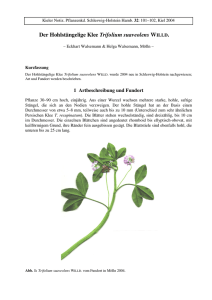 Der Hohlstängelige Klee Trifolium suaveolens WILLD.