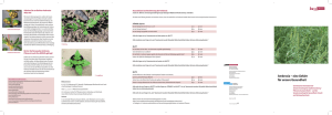 PDF-Datei - Berliner Aktionsprogramm gegen Ambrosia