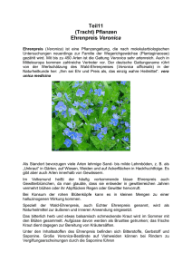 Teil11 (Tracht) Pflanzen Ehrenpreis Veronica