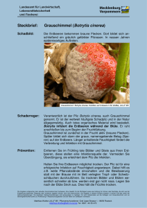 Botrytis Erdbeere 1