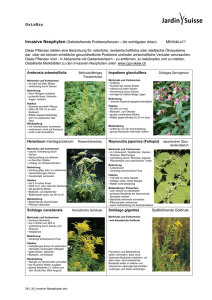 GaLaBau Invasive Neophyten (Gebietsfremde Problempflanzen
