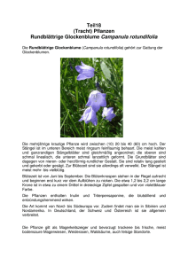 (Tracht) Pflanzen Rundblättrige Glockenblume Campanula rotundifolia