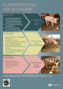 Klassifizierung der Schweine