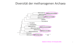 Diversität der methanogenen Archaea