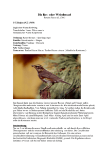 Die Rotdrossel - Vogelfreunde Kaltenkirchen