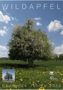 Wildapfel - Baum des Jahres 2013 - Nordwestdeutsche Forstliche