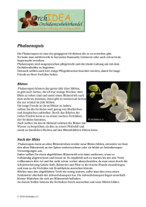 Phalaenopsis - ORCHIDEA.at