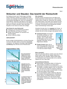 Rückschnitt für Sträucher und Stauden (Mein EigenHeim-PDF)