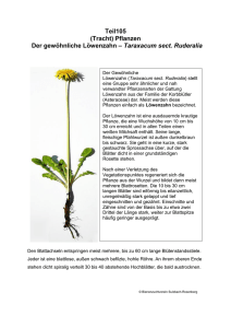 Pflanzen Der gewöhnliche Löwenzahn – Taraxacum sect. Ruderalia