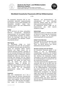 Merkblatt Enzootische Pneumonie (260 kB, PDF)