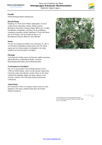 Solanum nigrum agg. L. Artengruppe Schwarzer Nachtschatten