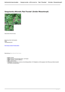 Sanguisorba officinalis `Red Thunder` (Großer Wiesenknopf)