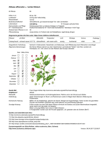 Althaea officinalis L. / echter Eibisch