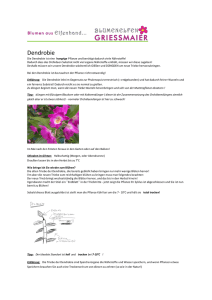 Dendrobie - Die Blumenelfen