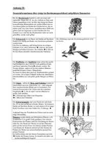 Informationen zu den einzelnen Baumarten