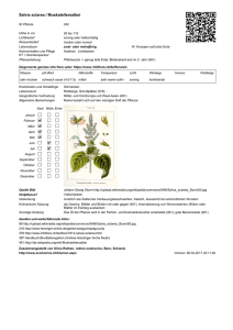 Salvia sclarea / Muskatellersalbei