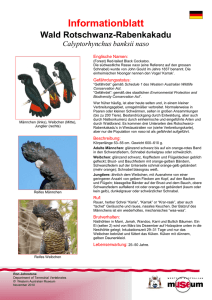 Information Sheet - Forest Red-tailed Black