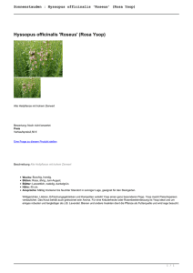 Sonnenstauden : Hyssopus officinalis `Roseus - Cottage