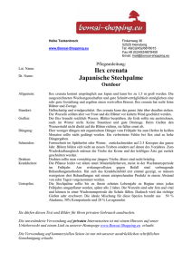 Ilex crenata Japanische Stechpalme - Bonsai