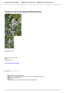 Halbschattenstauden : Campanula rapunculus - Cottage