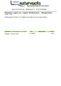 Phaseolus vulgaris var. vulgaris `Streifenbohne` -