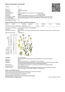 Matricaria chamomilla / echte Kamille