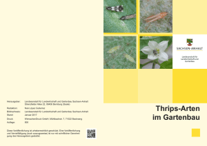 Thrips-Arten im Gartenbau - Landesanstalt für Landwirtschaft und