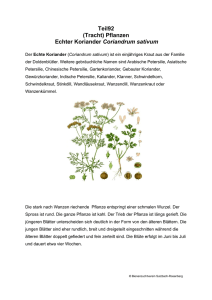 Teil92 (Tracht) Pflanzen Echter Koriander Coriandrum sativum