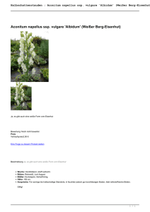 Halbschattenstauden : Aconitum napellus ssp. vulgare `Albidum