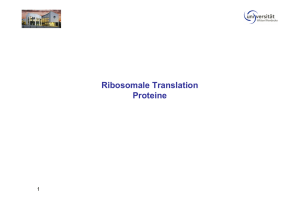 Ribosomale Translation Proteine