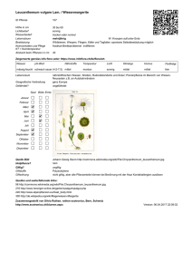 Leucanthemum vulgare Lam. / Wiesenmargerite