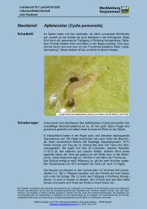 Steckbrief: Apfelwickler (Cydia pomonella)