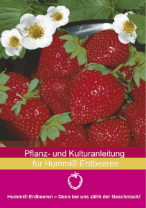 Pflanz- und Kulturanleitung für Hummi® Erdbeeren