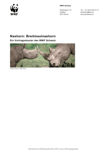 Nashorn: Breitmaulnashorn