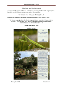 Mantidenrundbrief 7-2016 "Insekt des Jahres 2017"