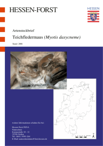 Myotis dasycneme - Hessen