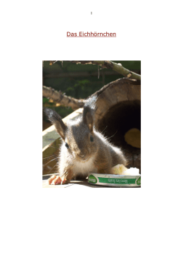Steckbrief Eichhörnchen
