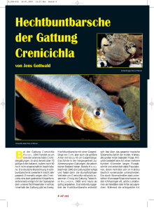 Crenicichla - Das Aquatarium
