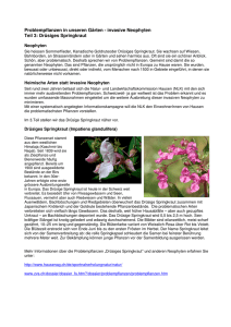 invasive Neophyten Teil 3: Drüsiges Springkraut