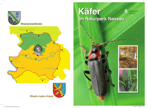 Käfer im Naturpark Nassau
