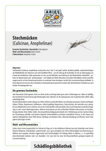 Stechmücken (Culicinae, Anophelinae)