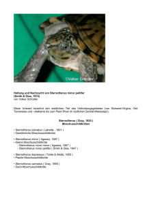 Haltung und Nachzucht von Sternotherus minor peltifer (Smith
