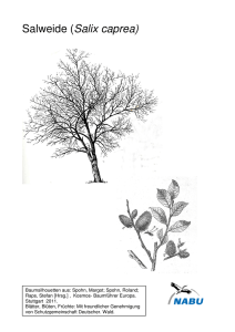 Salweide (Salix caprea)